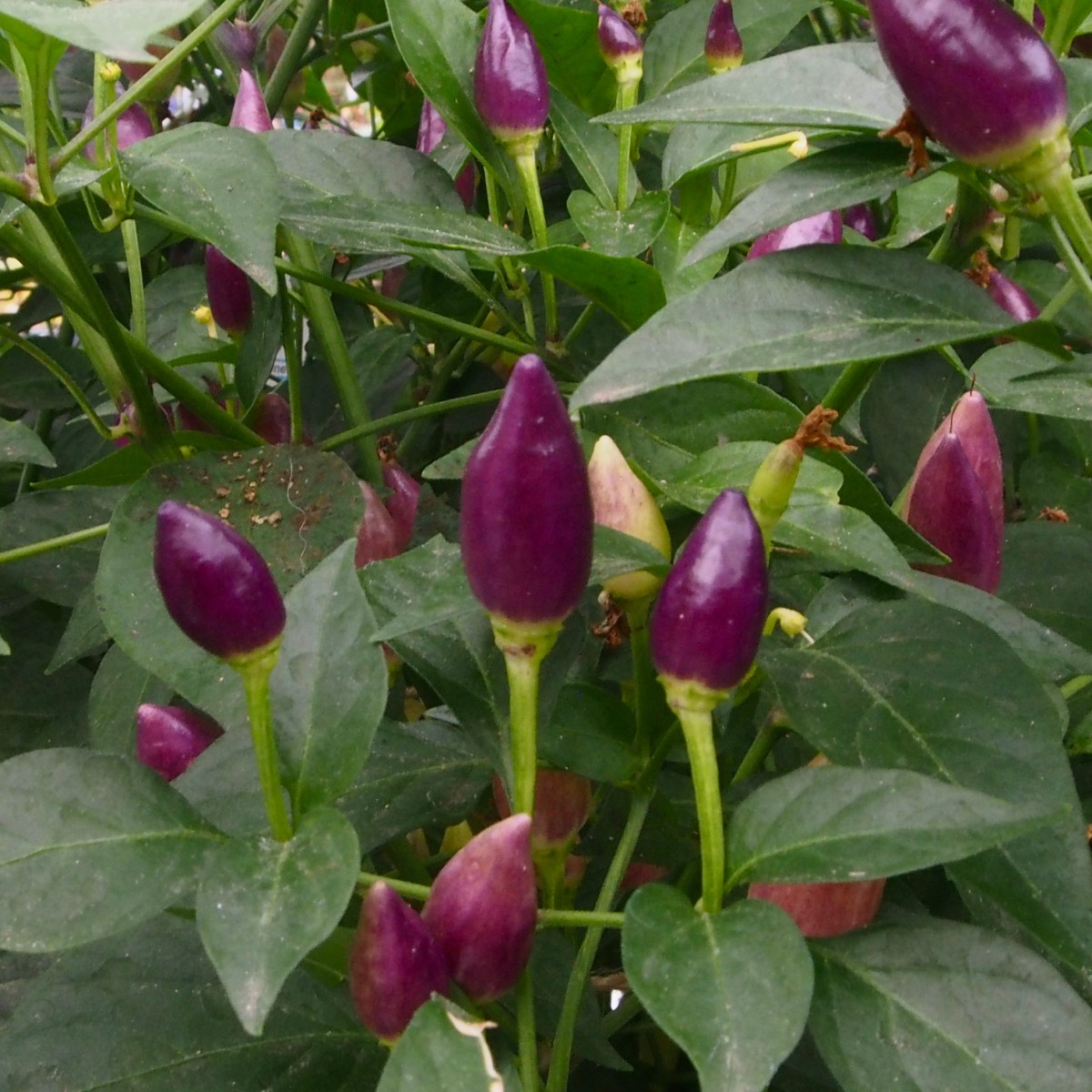 Riisiä ja sen kavereita: sienet ja&nbsp;porkkanat